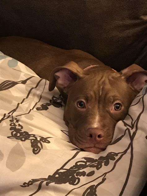 Pictures Of 6 Month Old Pit Bulls Picturemeta