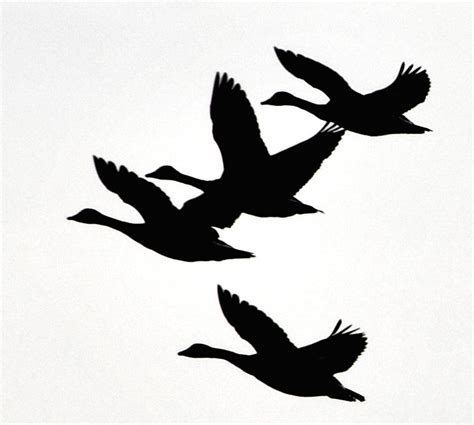 Silhouette Of Geese Flying At Getdrawings Free Download