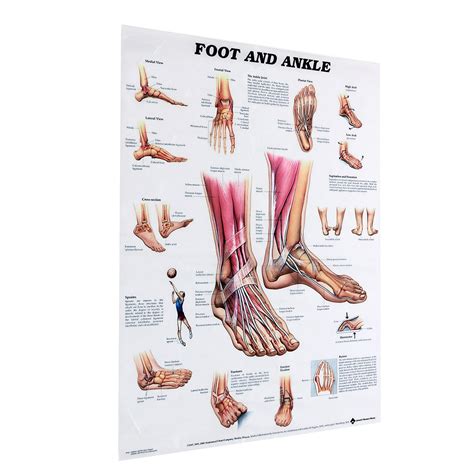 Anatomy Of Foot And Ankle Poster Anatomical Chart Human Body