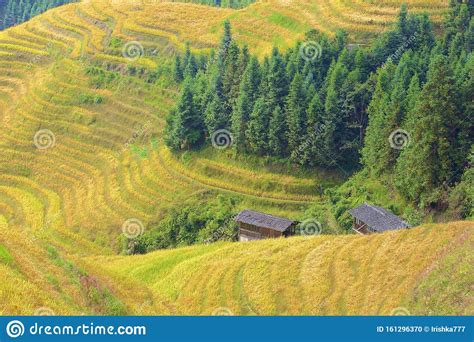 Longji Rice Terraces In Guangxi Province China Stock Photo Image Of