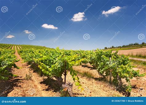 French Vineyard Stock Photo Image Of Languedoc Vineyards 23367780