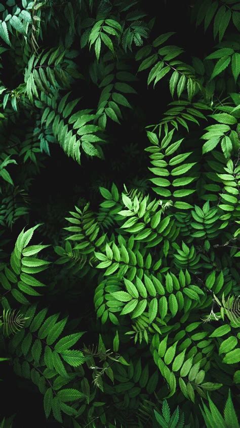 Green Leaf Aesthetic Background