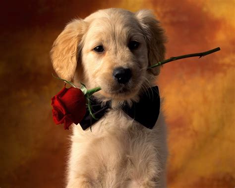 Puppy Love Wallpapers Hd Wallpapers Id 5012