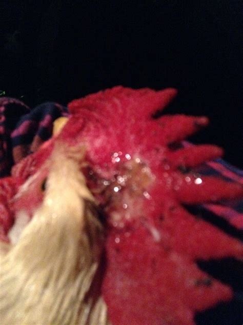 Rooster Comb Infected Growing Little Black Dots Backyard Chickens