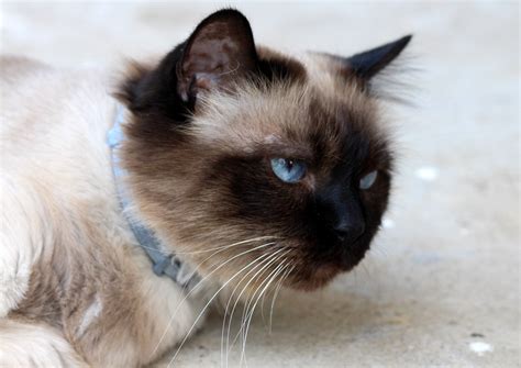 Seven Lessons Ive Learned From Long Haired Burmese Cat