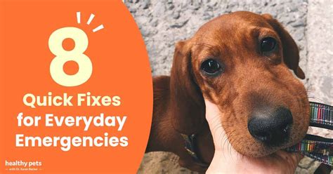 8 Quick Diy Fixes For Minor Pet Injuries And Illnesses