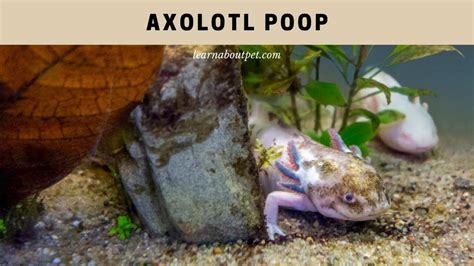 Axolotl Poop 5 Clear Ways To Clean Axie Poop 2023