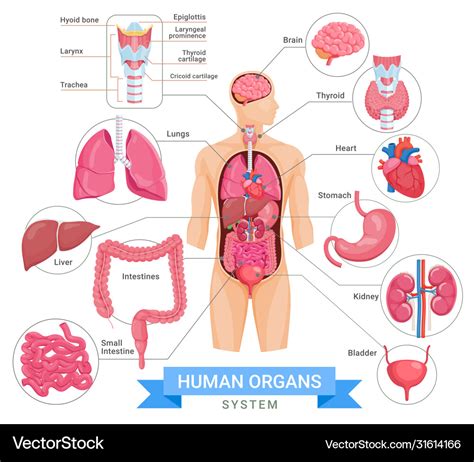 Human Organ System Royalty Free Vector Image Vectorstock Free Download Nude Photo Gallery