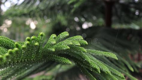 Green Pine Tree Leaves With Blurred Background Close Up Shot Stock