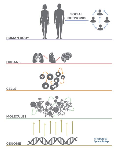 what is systems biology institute for systems biology systems biology biology human body