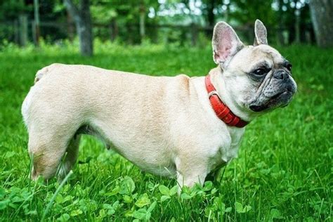 Are French Bulldogs Hypoallergenic An Allergy Sufferers Guide To Dogs