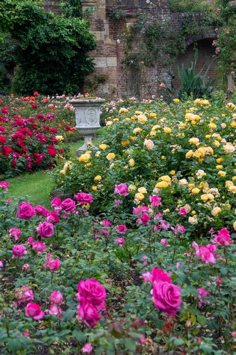 Growing Roses Expert Tips From Hever Castle Rose Garden The Middle