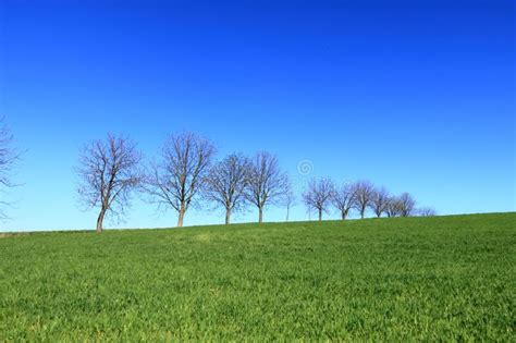 Spring Forest Theme Leafless Trees And Blue Sky Stock Photo Image Of