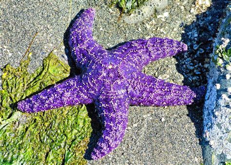 Purple Ochre Sea Star Beautiful Sea Creatures Ocean Inspiration Sea