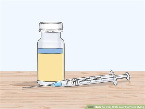 4 Ways To Deal With Your Hamster Dying Wikihow