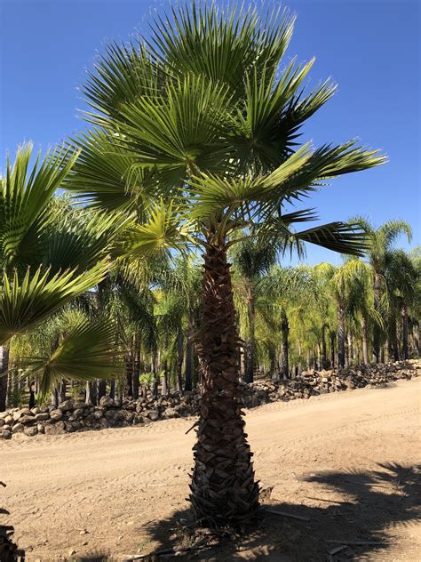 Gregory Palm Farms Mexican Fan Palms At The Gregory Palm Farms