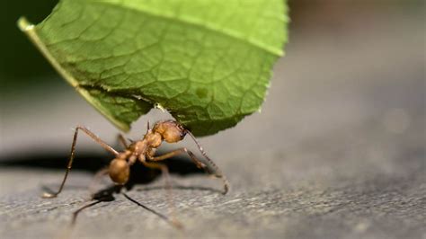 Army Ant Bite Symptoms