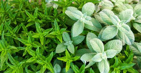 Types Of Mint 20 Mint Varieties To Grow At Home