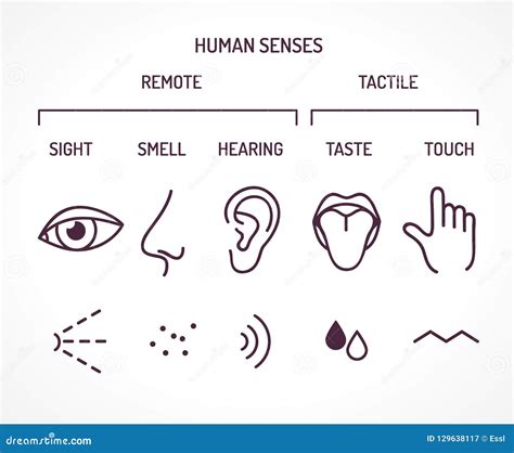 Five Basic Human Senses As Sight Smell Hearing Taste And Touch Stock Vector Illustration Of