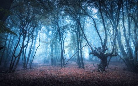 Beautiful Dark Mystical Forest In Blue Fog In Autumn Stock Photo