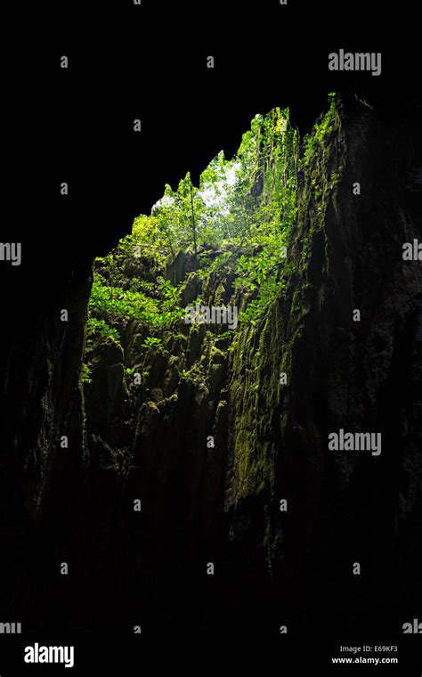 Skylight Entrance Into Clearwater Cave With Plants Growing Towards The