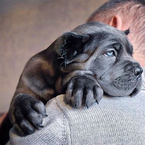 13 Strict Rules That Cane Corso Have Established For Humans To Follow