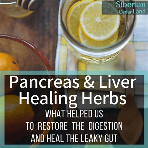 Pancreas Healing Herbs Will Increase Its Ability To Function Properly