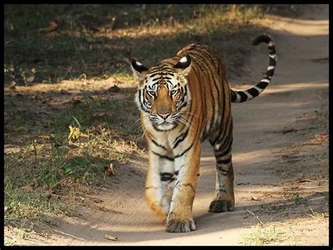 Bandhavgarh Tiger Reserve Beautiful Places