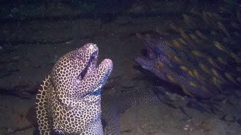 Moray Eel Launches Surprise Attack On Diver Youtube