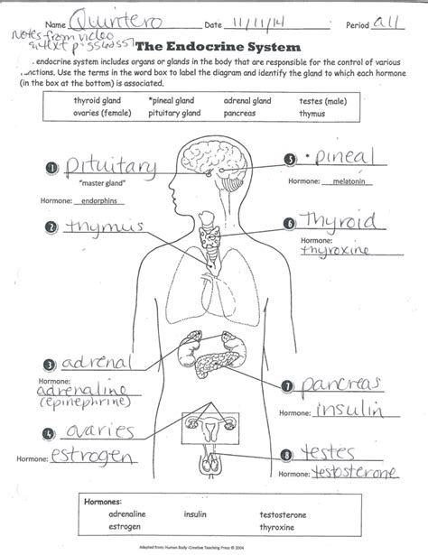 Endocrine System Worksheet With Answers