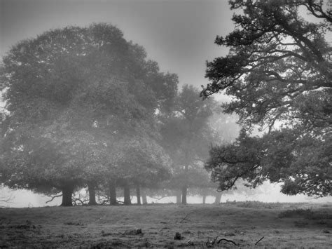 Foggy Autumn Morning Cambridgeshire 2014 Davepickettphotographer