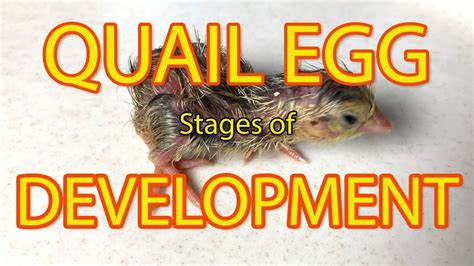 Quail Egg Incubation Chart