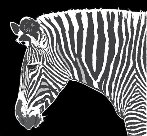 Free Photo Grevy S Zebra On Black Background Remixed From