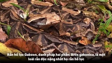 video rắn hổ lục gabino con lai cực hiếm cực độc trong tự nhiên