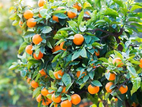 8 Different Dwarf Citrus Trees You Can Grow At Home