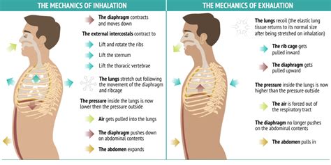 Describe The Mechanics Of Inhalation And Exhalation Maiagroyoder