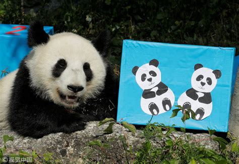 Twin Giant Pandas Celebrate Second Birthday In Austria China Plus