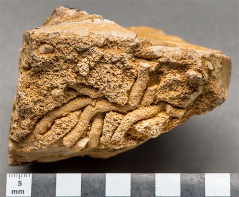 Fossil cartera caballero quinn flip id bifold ml3644200. Trace fossil Burrow - Jurassic Coast World Heritage Site
