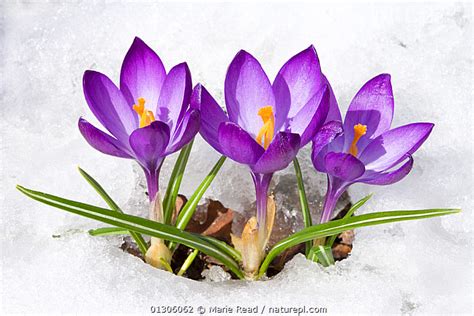 Stock Photo Of Purple Crocus Crocus Angustifolius Flowers Emerging