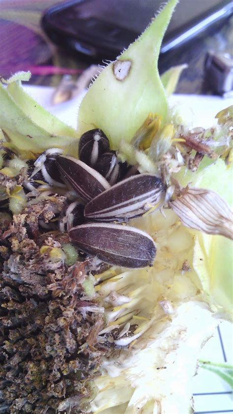 Biji bunga matahari mengandung serat pangan yang juga sangat baik untuk membantu mengontrol tingkat kolesterol dalam darah. Asal Usul Kuaci Biji Bunga Matahari - My Rainbow...