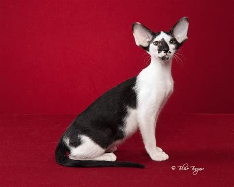 Look at pictures of oriental kittens who need a home. Ranchcats Pandie | Oriental shorthair, Oriental shorthair ...