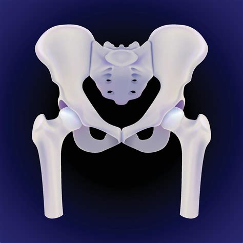 A 3d Illustration Of The Complete Front View Of The Human Hip Bone On A