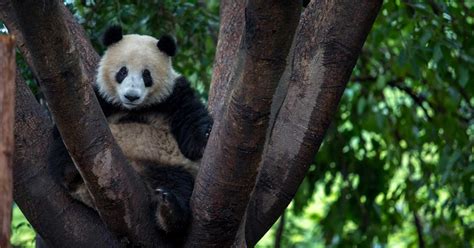 Panda No Longer ‘endangered In Iucn Red List Update Sixth Tone