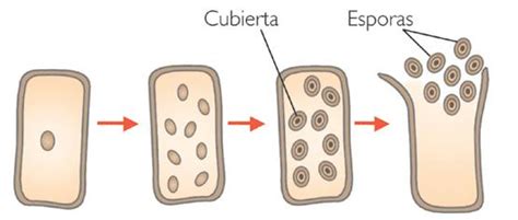 Descubre Todos Los Tipos De Reproducción Celular ¡fÁcil Y Resumido