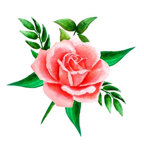 Watercolor Coral Roses Stock Illustrations 400 Watercolor Coral Roses