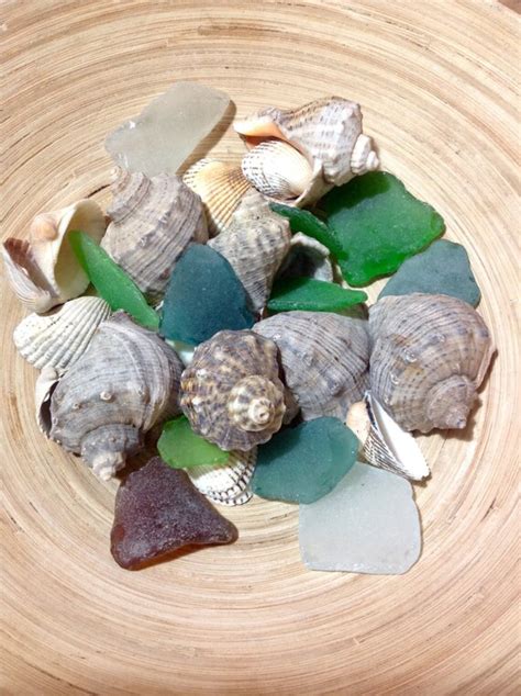 Real Sea Glass And Shells Raw Sea Beach Bulk Nautical Style