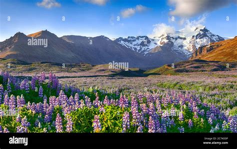 Typical Icelandic Landscape With Field Of Blooming Lupine Flowers Next