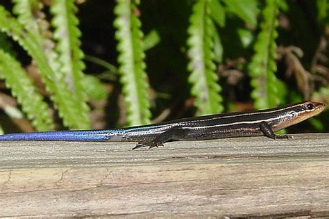 Blue Tailed Skink Florida Susan Ogden Flickr