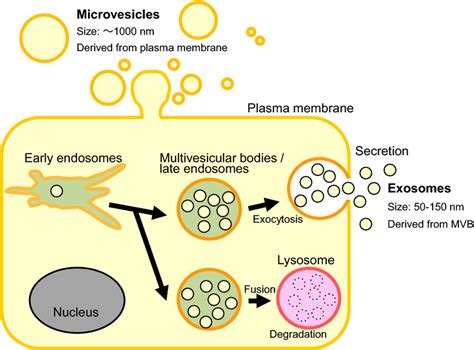 Types Of Extracellular Vesicles Extracellular Vesicles Evs Are
