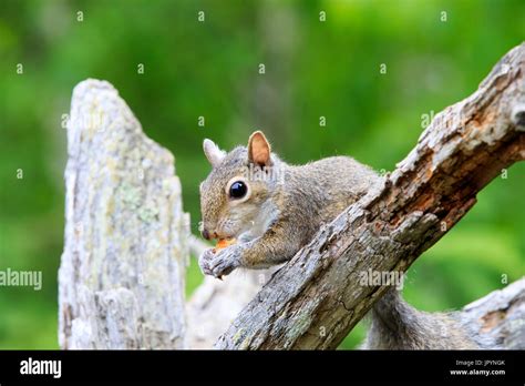 Eastern Grey Squirrel Eating On A Branch Minnesota Usa Stock Photo